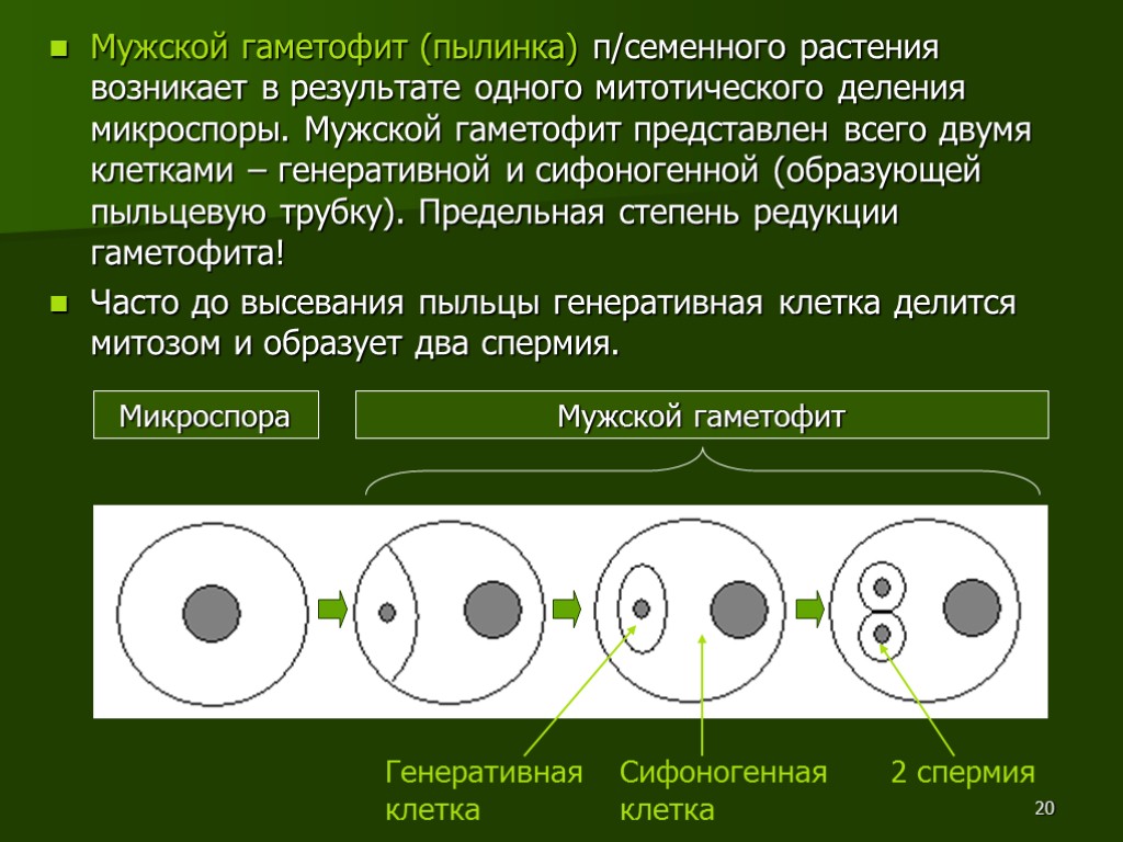 20 Мужской гаметофит (пылинка) п/семенного растения возникает в результате одного митотического деления микроспоры. Мужской